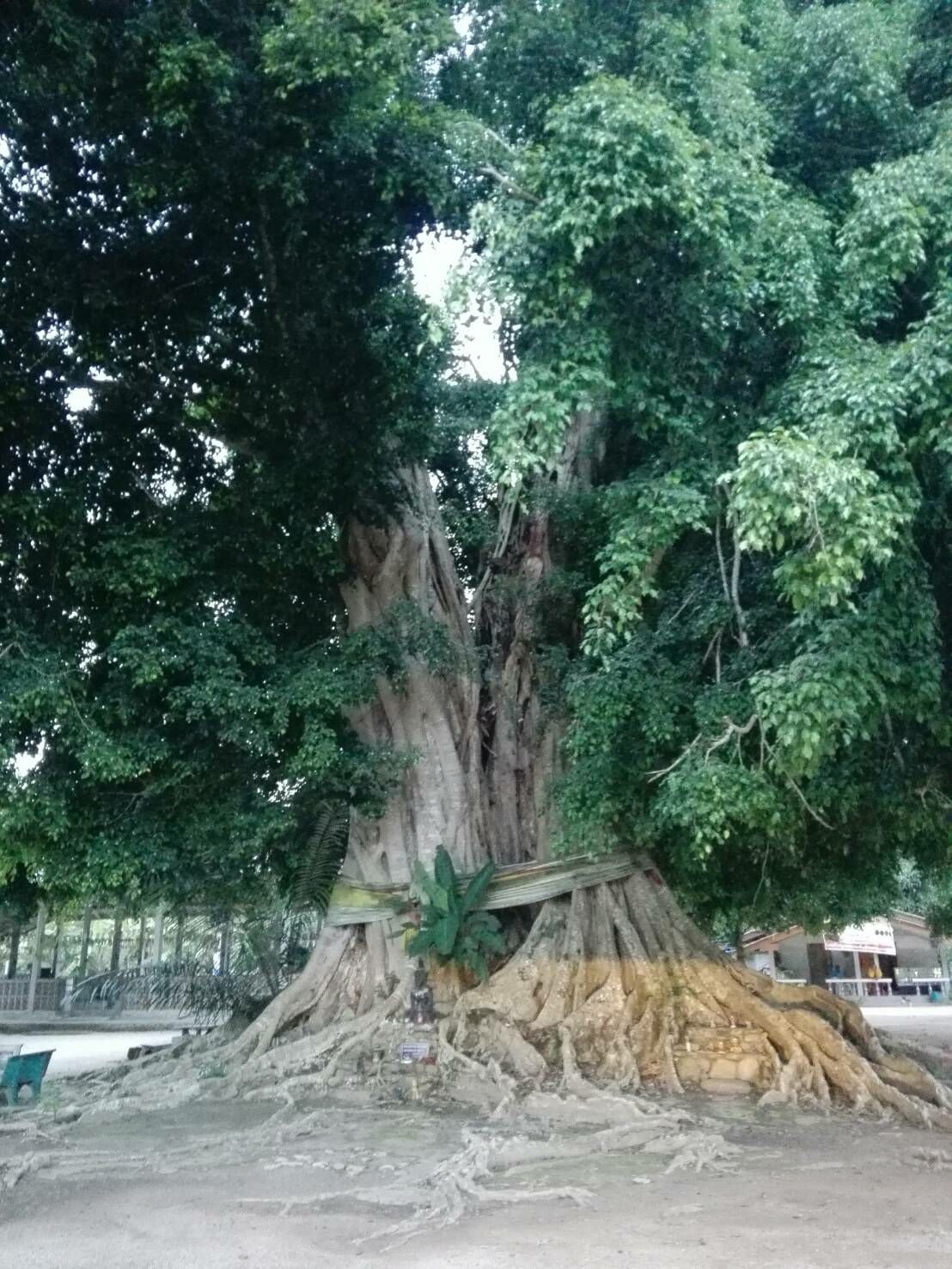 สวนแม่ปราง บริเวณวัดไทรงาม