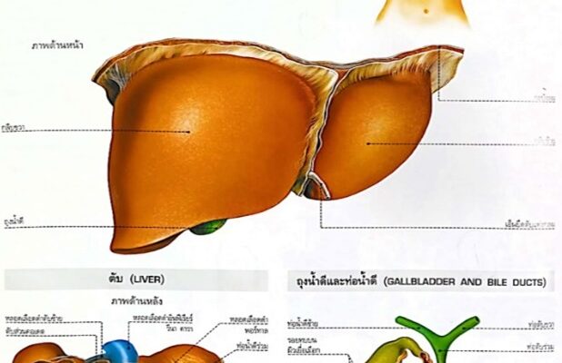 สาระความรู้ป้องกันและฟื้นฟูรักษาตับ