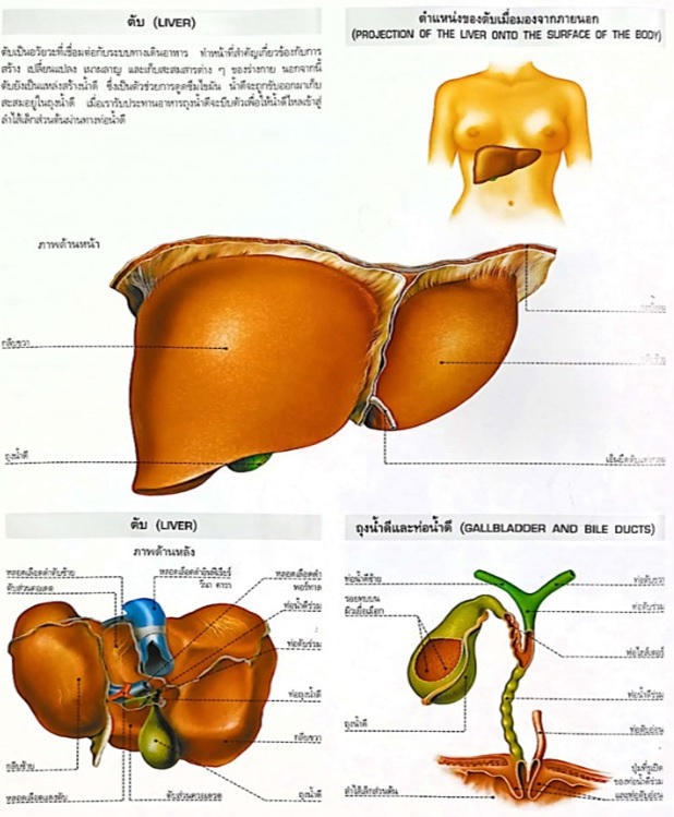 สาระความรู้ป้องกันและฟื้นฟูรักษาตับ